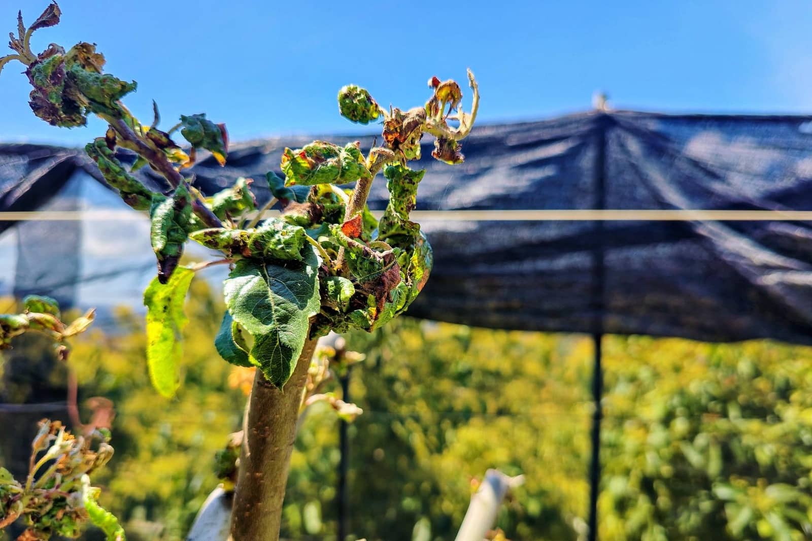 1 bedroom Finca/Country House for sale in Lanjaron - € 55,000 (Ref: 9502645)