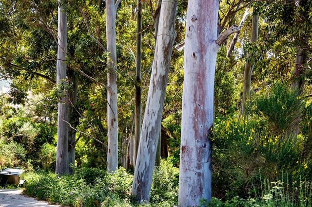 1 sypialnia Finka/Dom wiejski na sprzedaż w Lanjarón - 55 000 € (Ref: 9502645)