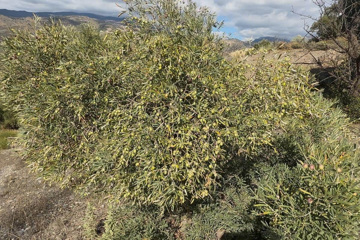 Grunde uden byggetilladelser til salg i Torvizcon - € 70.000 (Ref: 9513613)