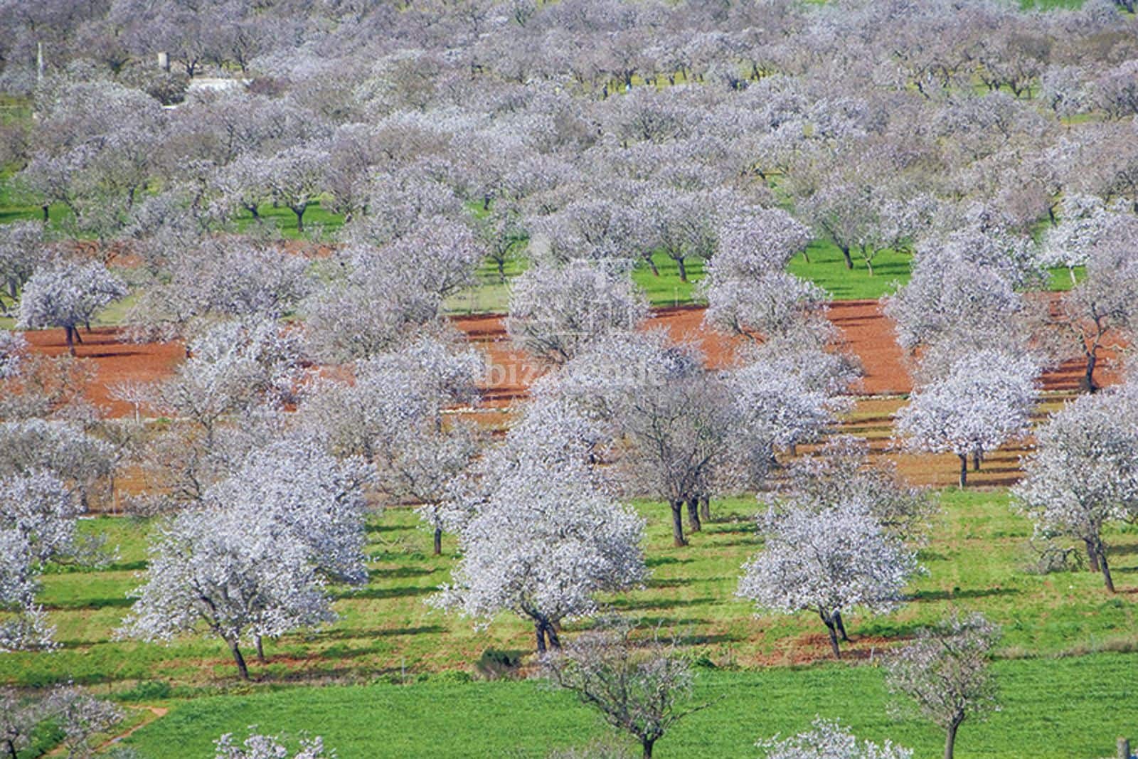 4 sovrum Villa till salu i Santa Ines / Santa Agnes de Corona - 3 200 000 € (Ref: 9041542)