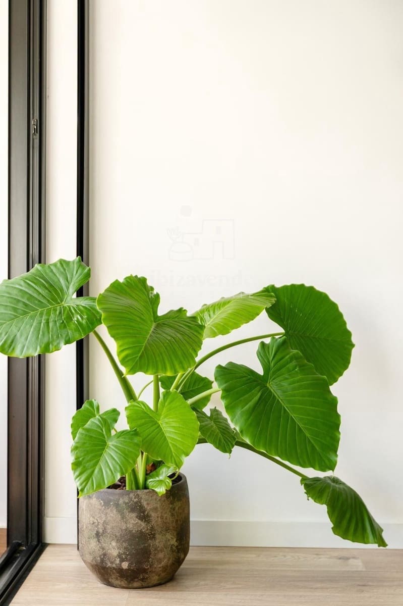 3 quarto Apartamento para venda em Roca Llisa com piscina - 790 000 € (Ref: 9332742)