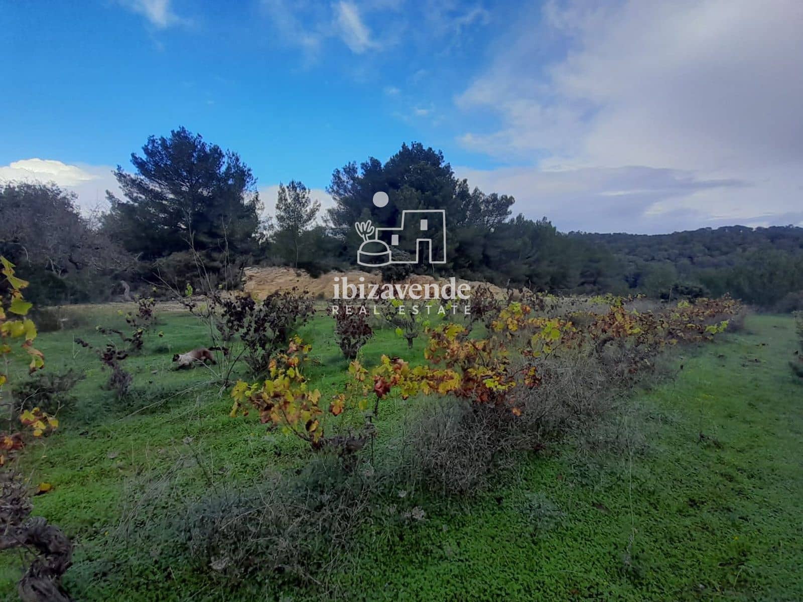 Villa for sale in Santa Ines / Santa Agnes de Corona - € 1,200,000 (Ref: 9400141)