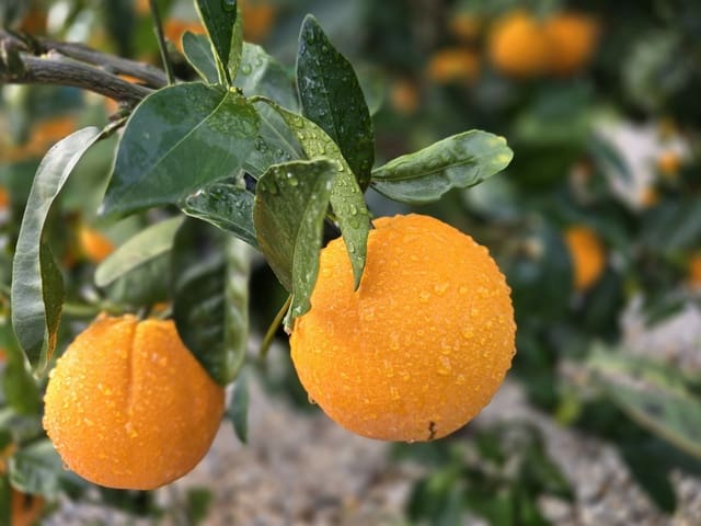 4 sypialnia Willa na sprzedaż w Alcaucín z basenem garażem - 335 000 € (Ref: 8755692)