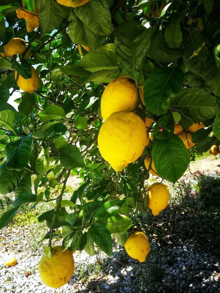 3 soveværelse Villa til salg i Alcaucin med swimmingpool garage - € 374.950 (Ref: 8868483)