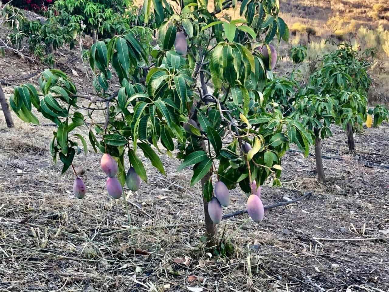 4 bedroom Villa for sale in Velez-Malaga with pool garage - € 579,000 (Ref: 9694241)