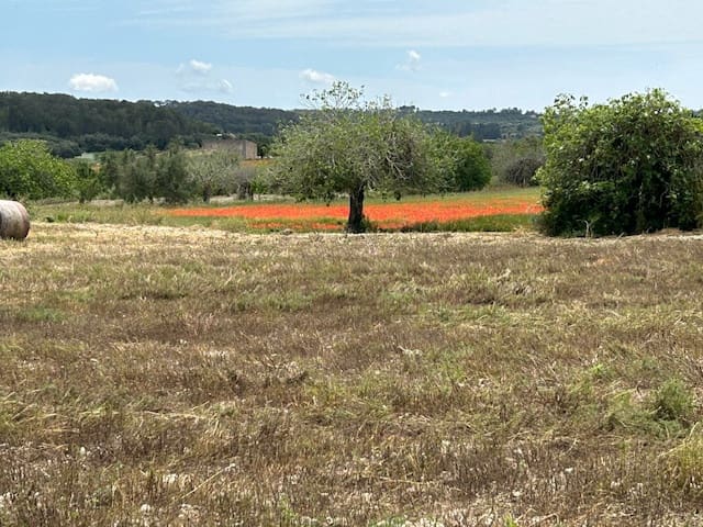Undeveloped Land for sale in Montuiri - € 775,000 (Ref: 9823296)
