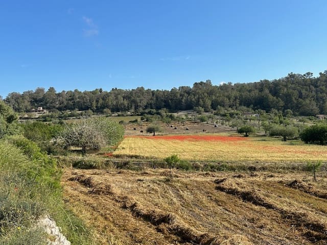 Undeveloped Land for sale in Montuiri - € 775,000 (Ref: 9823296)