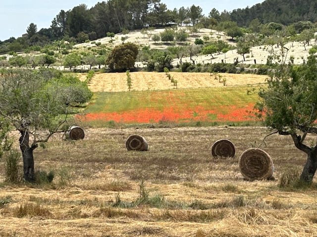 Undeveloped Land for sale in Montuïri - € 775,000 (Ref: 9823296)