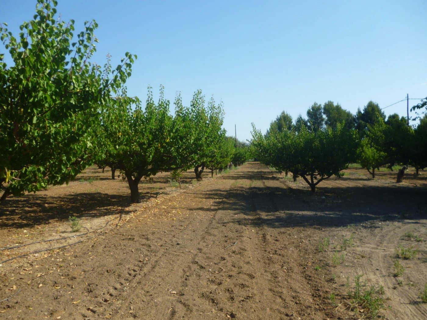 5 soveværelse Finca/Landehus til salg i Ontinyent med swimmingpool - € 1.008.339 (Ref: 6982715)