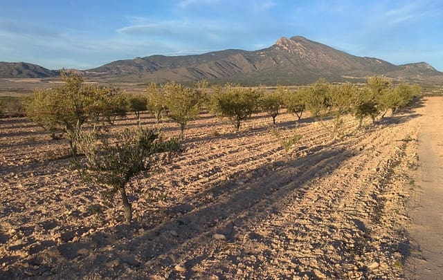 Undeveloped Land for sale in Jumilla - € 24,000 (Ref: 3190067)