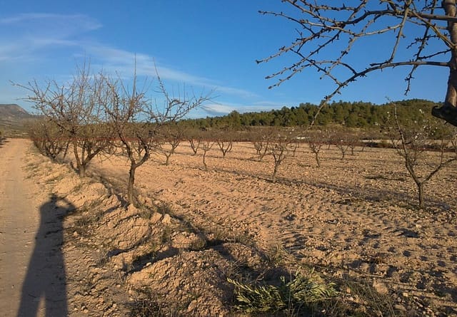 Undeveloped Land for sale in Jumilla - € 24,000 (Ref: 3190067)