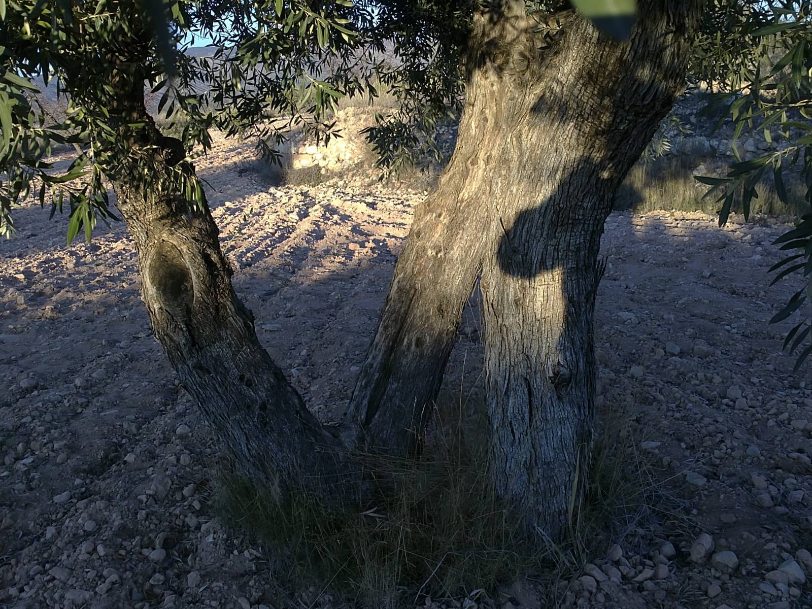 Grunde uden byggetilladelser til salg i Jumilla - € 24.000 (Ref: 3190067)