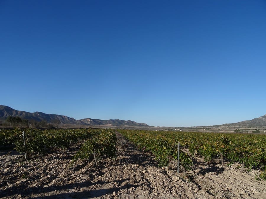 Terreno Non Edificato in vendita in Salinas - 72.000 € (Rif: 3238357)