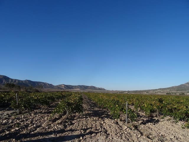 Undeveloped Land for sale in Salinas - € 72,000 (Ref: 3238357)