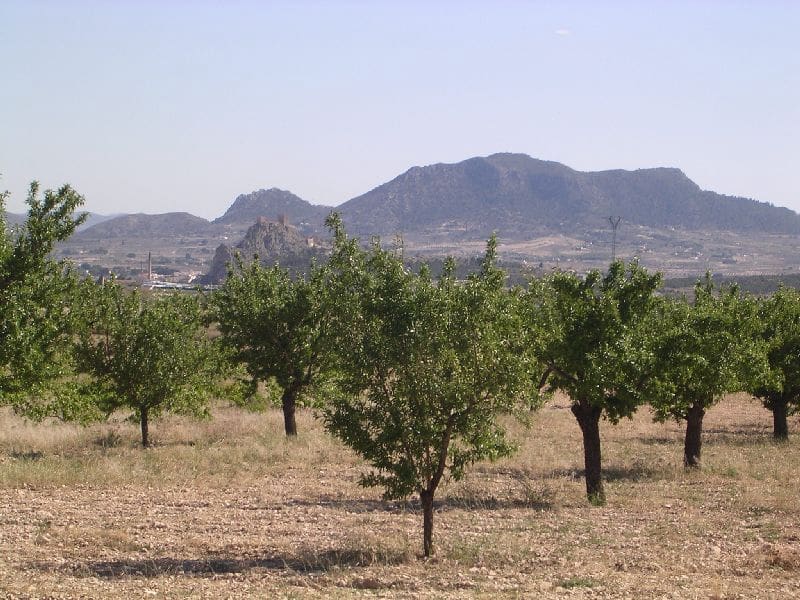 8 camera da letto Finca/Casa di Campagna in vendita in Sax con piscina - 520.000 € (Rif: 3308713)