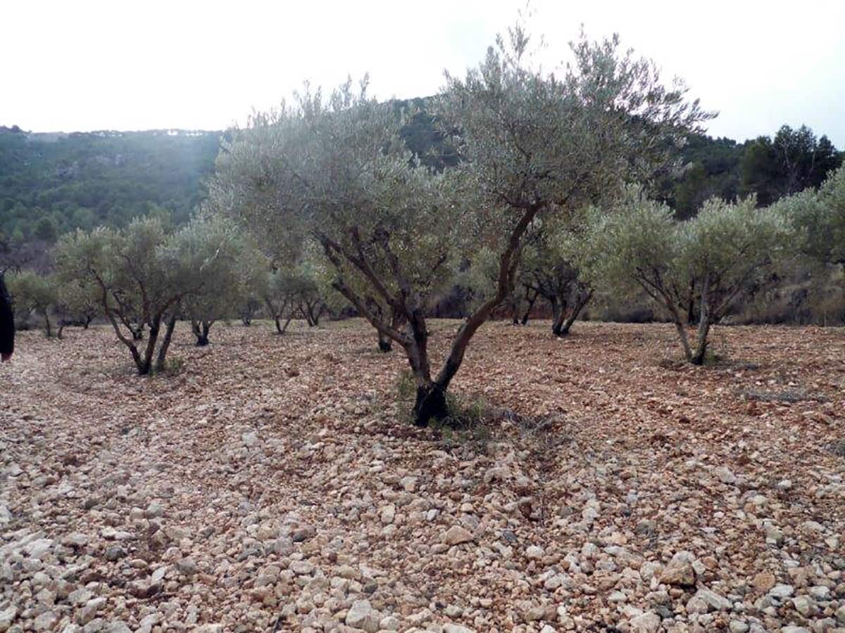 1 soveværelse Finca/Landehus til salg i Casas del Senor med swimmingpool - € 85.000 (Ref: 3312178)