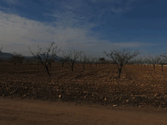 Undeveloped Land for sale in Jumilla - € 23,000 (Ref: 3319334)