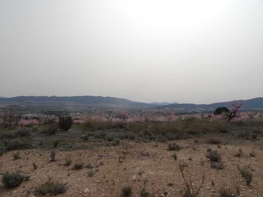 Terreno Non Edificato in vendita in Salinas - 19.950 € (Rif: 3360432)