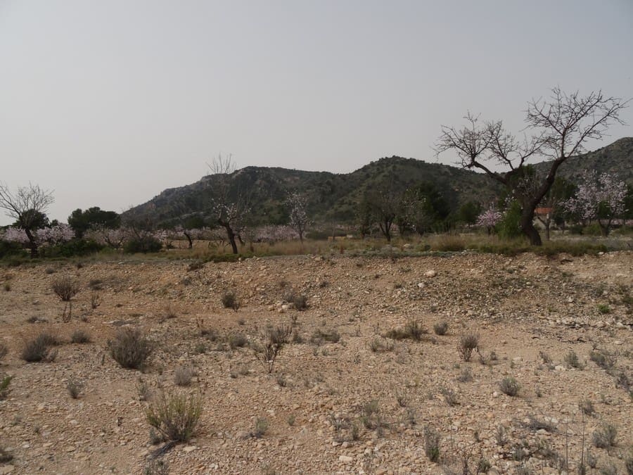 Terreno Non Edificato in vendita in Salinas - 19.950 € (Rif: 3360432)