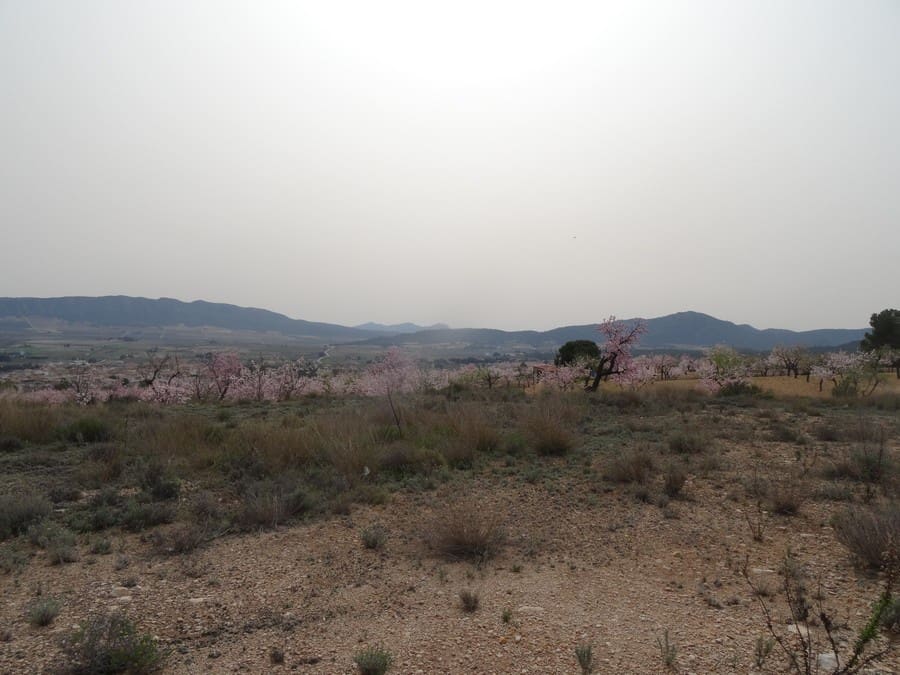 Terreno Non Edificato in vendita in Salinas - 19.950 € (Rif: 3360432)