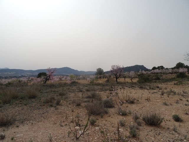 Undeveloped Land for sale in Salinas - € 19,950 (Ref: 3360432)