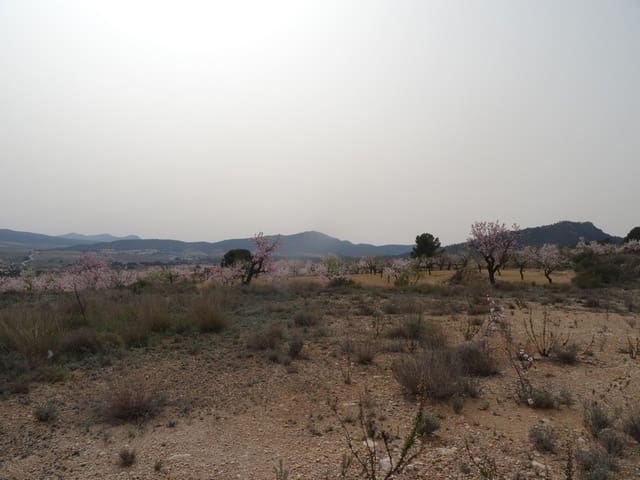 Undeveloped Land for sale in Salinas - € 19,950 (Ref: 3360432)