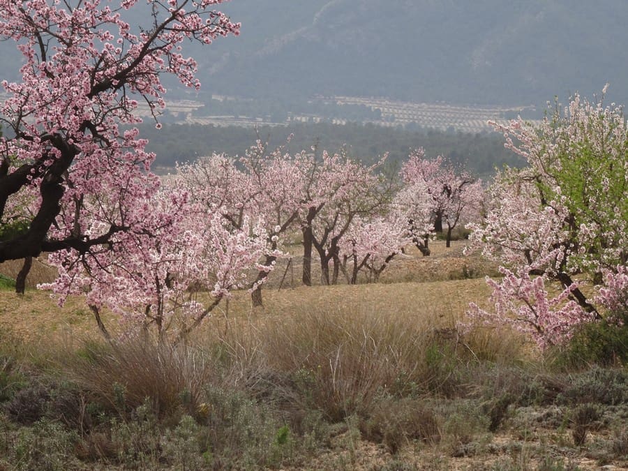 Terreno Non Edificato in vendita in Salinas - 19.950 € (Rif: 3360432)