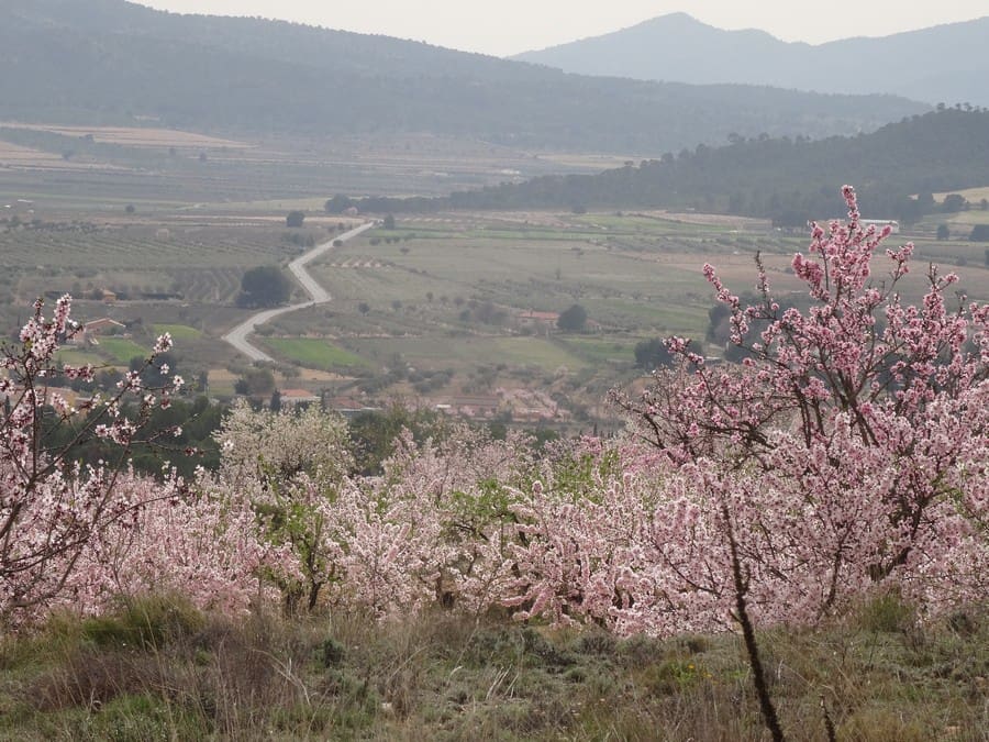 Terreno Non Edificato in vendita in Salinas - 19.950 € (Rif: 3360432)