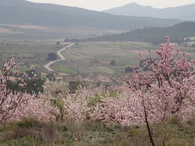 Undeveloped Land for sale in Salinas - € 19,950 (Ref: 3360432)