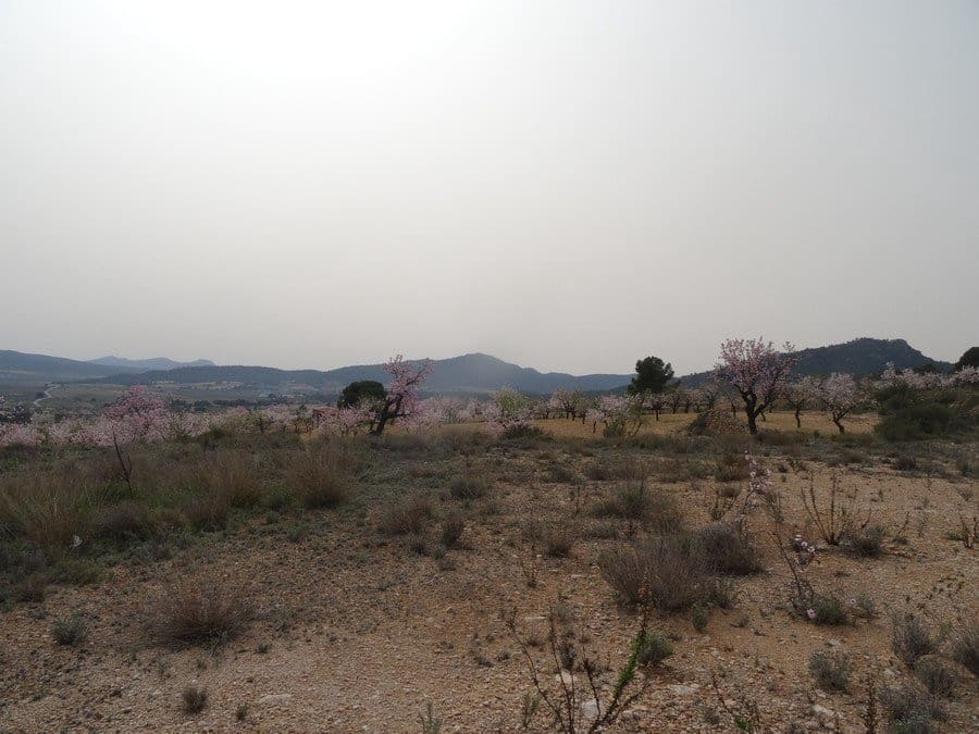 Terreno Non Edificato in vendita in Salinas - 25.000 € (Rif: 3360432)