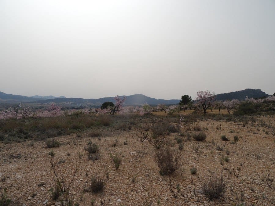 Terreno Non Edificato in vendita in Salinas - 25.000 € (Rif: 3360432)