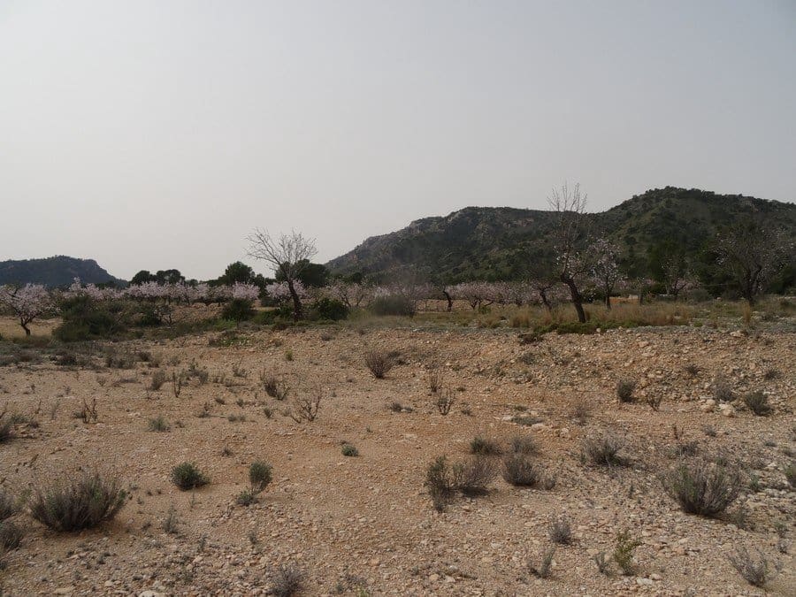 Terreno Non Edificato in vendita in Salinas - 25.000 € (Rif: 3360432)