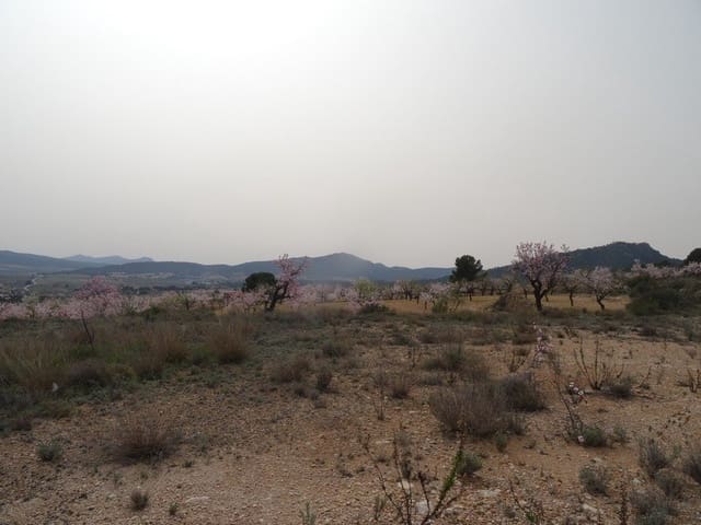 Terreno Non Edificato in vendita in Salinas - 25.000 € (Rif: 3360432)