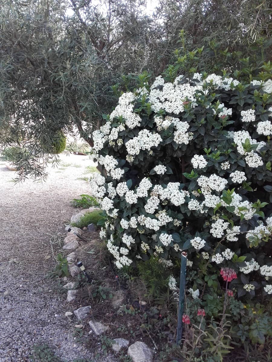 4 sovrum Villa till salu i Fortuna med pool - 249 949 € (Ref: 3436303)