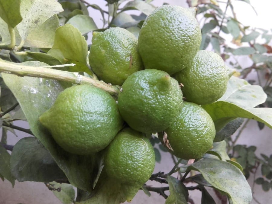 4 sovrum Villa till salu i Fortuna med pool - 249 949 € (Ref: 3436303)