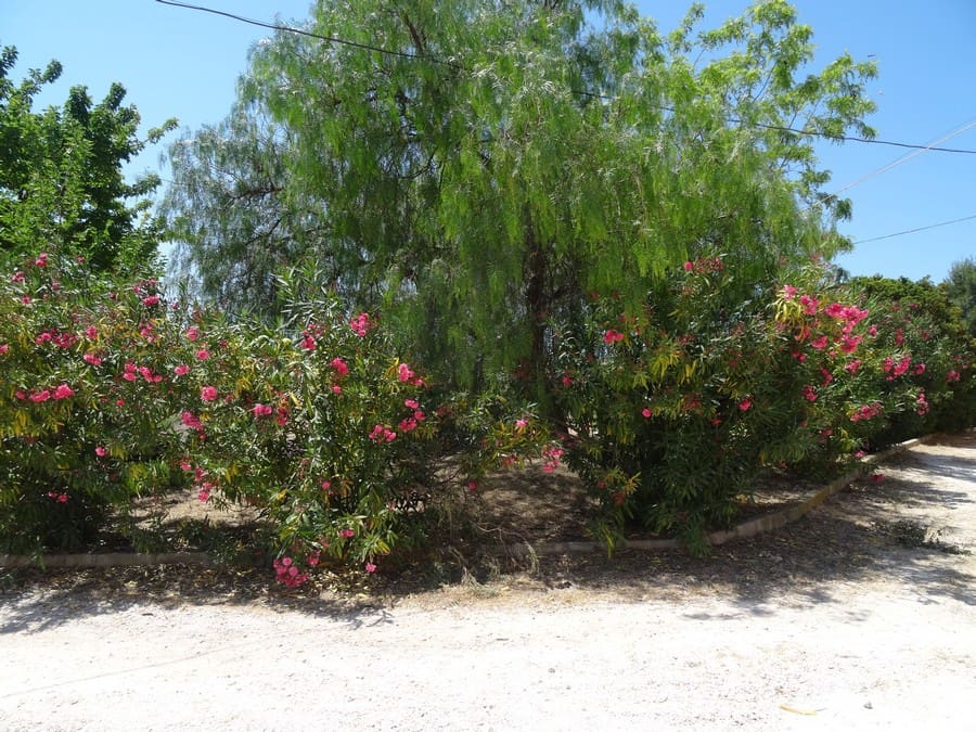 7 bedroom Finca/Country House for sale in Pinoso with pool - € 129,000 (Ref: 3466067)