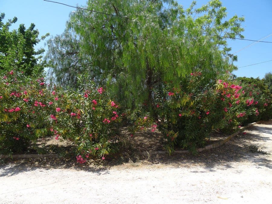 7 quarto Quinta/Casa Rural para venda em Pinoso com piscina - 129 000 € (Ref: 3466067)