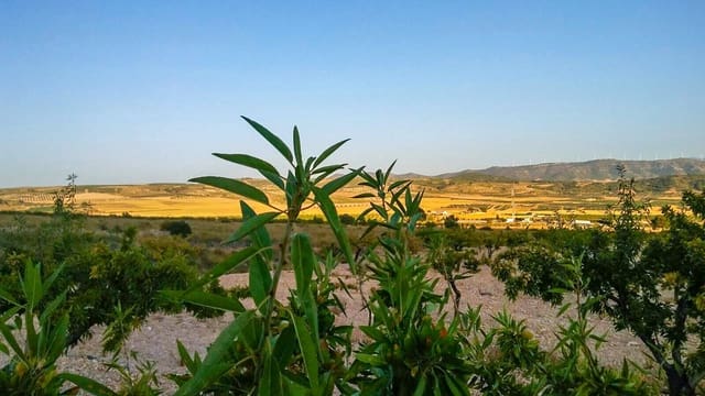 Terreno Não Urbanizado para venda em Jumilla - 25 000 € (Ref: 3539519)