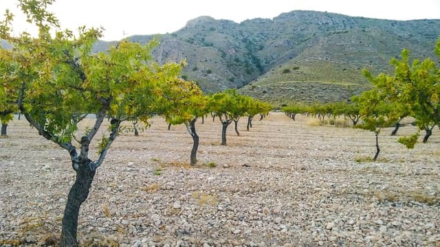 Terreno Não Urbanizado para venda em Jumilla - 25 000 € (Ref: 3539519)