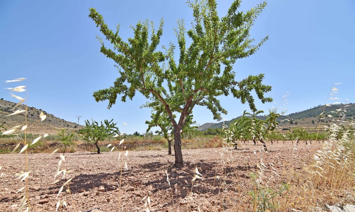 10 chambre Finca/Maison de Campagne à vendre à Encebras avec piscine - 2 250 000 € (Ref: 3611704)