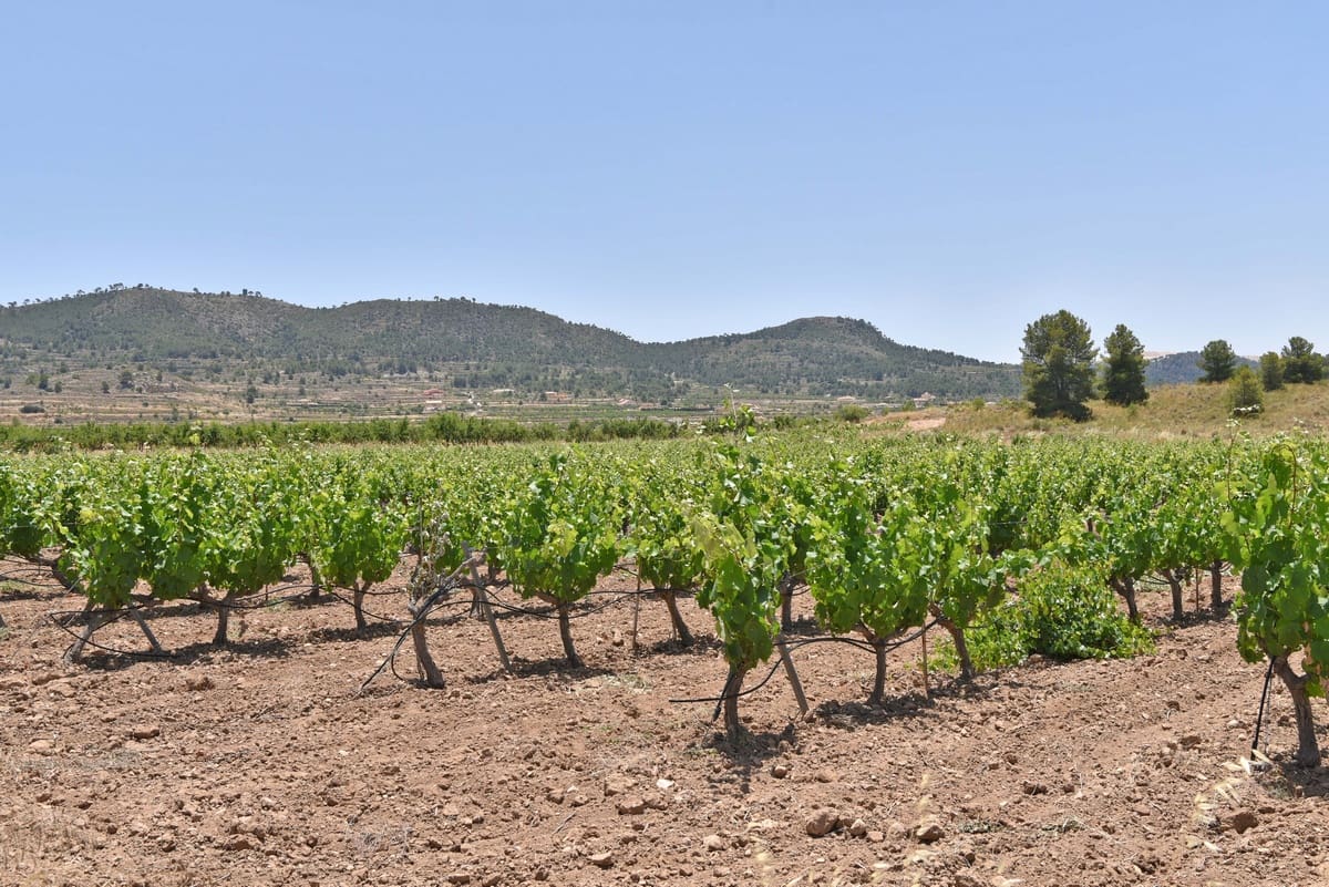 10 chambre Finca/Maison de Campagne à vendre à Encebras avec piscine - 2 250 000 € (Ref: 3611704)