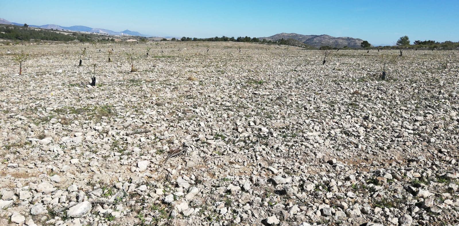 Grunde uden byggetilladelser til salg i Yecla - € 33.000 (Ref: 3976269)