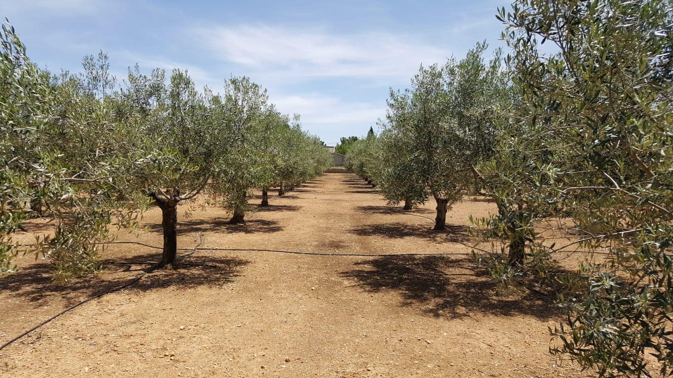 8 sovrum Finca/Hus på landet till salu i Yecla med pool - 800 000 € (Ref: 4878019)