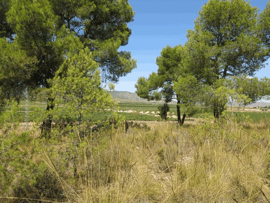 6 bedroom Finca/Country House for sale in Pinoso with pool - € 500,000 (Ref: 4878057)