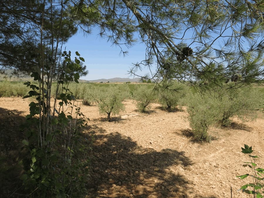 6 bedroom Finca/Country House for sale in Pinoso with pool - € 500,000 (Ref: 4878057)