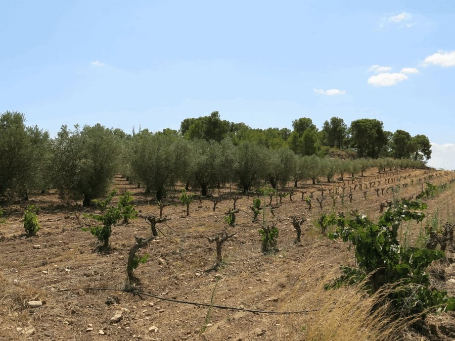 6 bedroom Finca/Country House for sale in Pinoso with pool - € 500,000 (Ref: 4878057)
