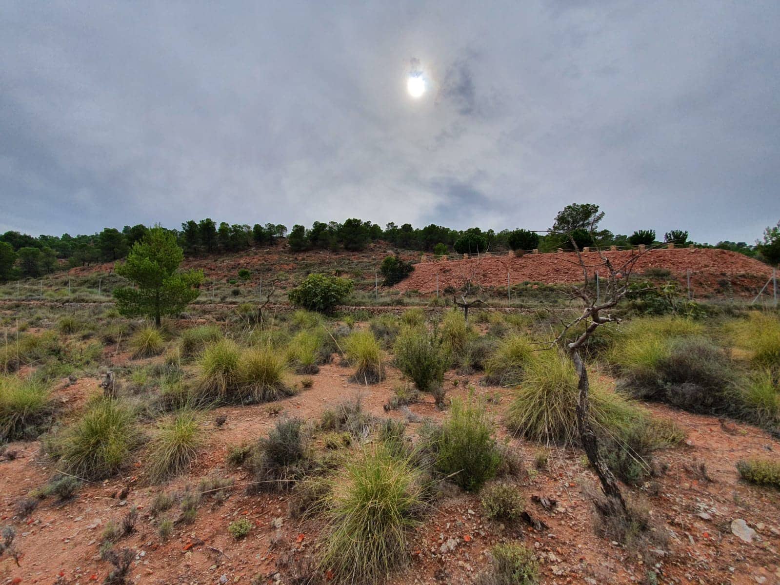 Undeveloped Land for sale in Pinoso - € 65,000 (Ref: 4878081)