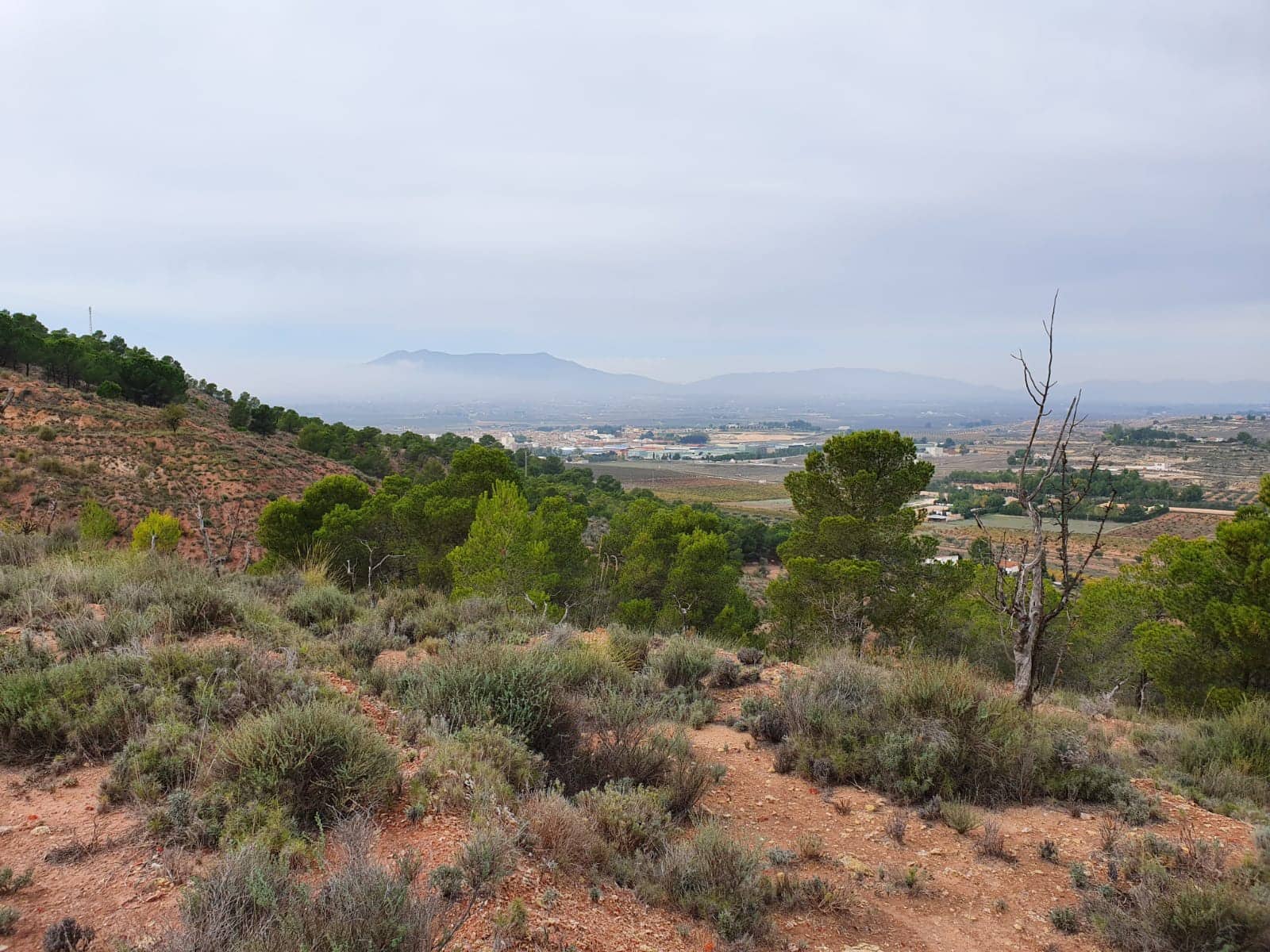 Undeveloped Land for sale in Pinoso - € 65,000 (Ref: 4878081)