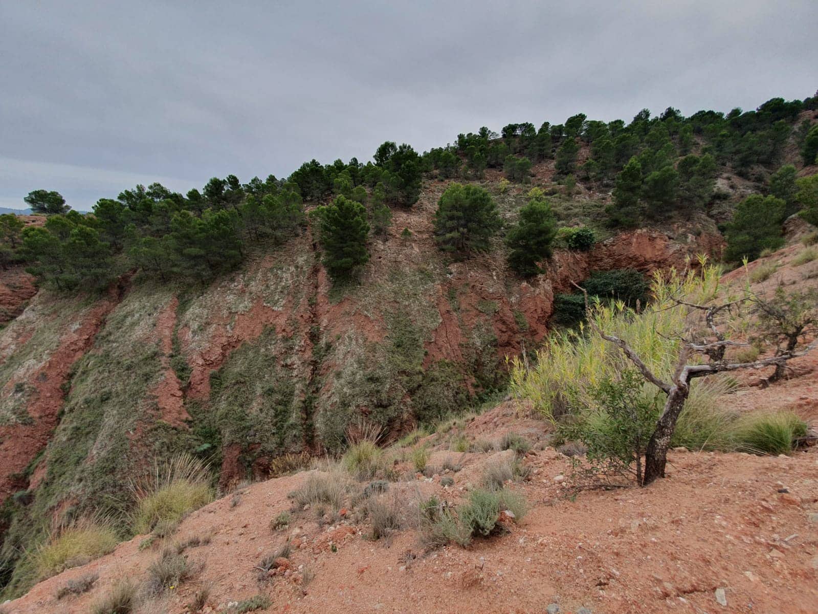 Undeveloped Land for sale in Pinoso - € 65,000 (Ref: 4878081)