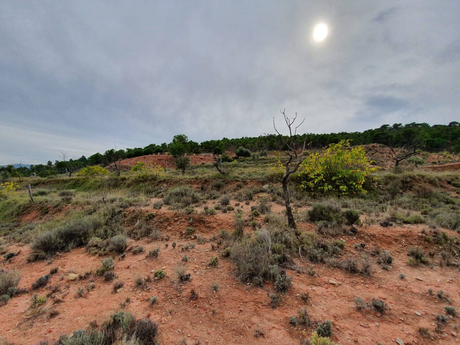 Undeveloped Land for sale in Pinoso - € 65,000 (Ref: 4878081)